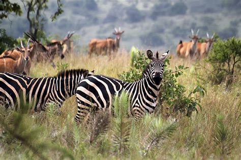 15 Best Things To Do In Rwanda Commute Passport