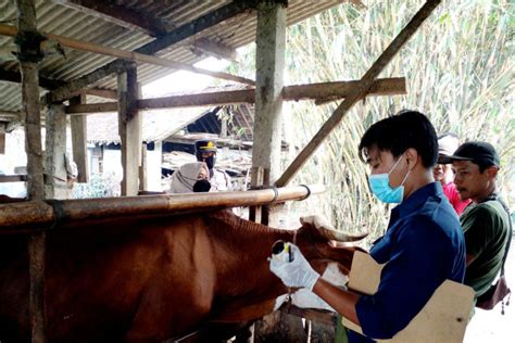 Kulon Progo Awasi Ketat Hewan Ternak Cegah Sebaran Antraks Antara