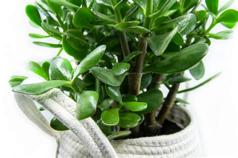 When And How To Repot A Jade Plant Essential Tips Petal Republic