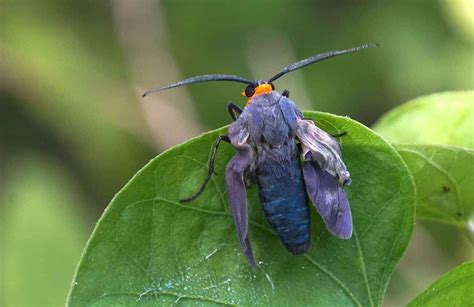 17 Stunning Blue Moths Pictures And Identification