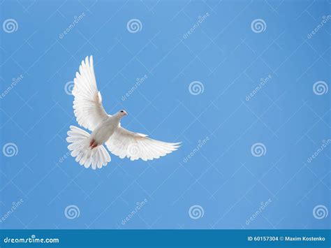 White Dove Flying Stock Photo - Image: 60157304