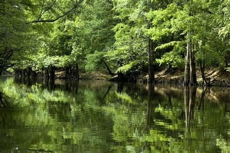 Bayou Reflections Section Of Big Cyprus Bayou Near Jeffers Tom