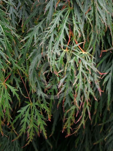 Acer Palmatum Dissectum Viride Group Lace Leaf Japanese Maple Information And Photos