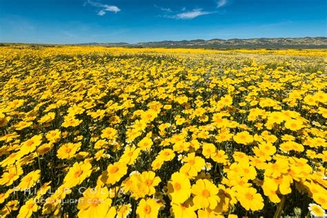 Wildflowers Bloom Across Carrizo Plains National Monument Carrizo