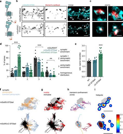 The C Terminal Domain Of Mglur Prevents Synaptic Entry A Schematic Of