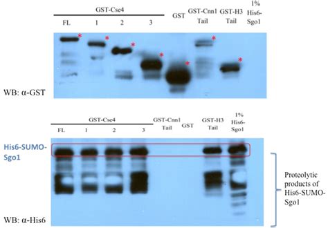 Figure 2 12 From Interaction Between Centromeric Histone H3 Variant And