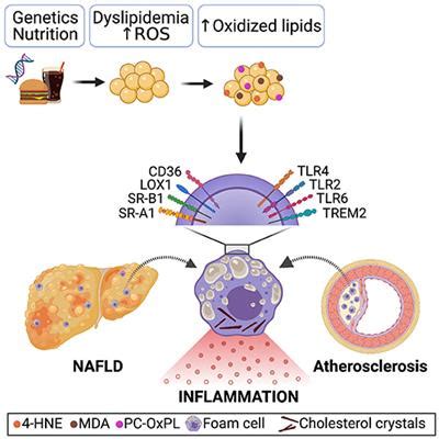 Frontiers Oxidized Lipids Common Immunogenic Drivers Of Non