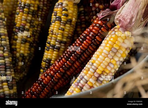 Dried Decorative Indian Corn For Autumn Themed Background Image Stock