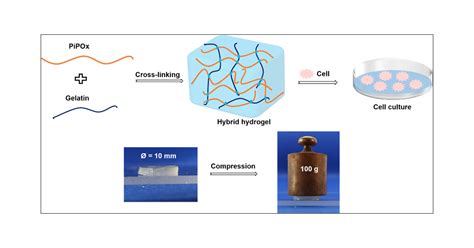 Degradable Cell Adhesive Hybrid Hydrogels By Cross Linking Of Gelatin