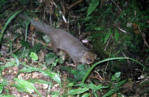 Small Indian Mongoose