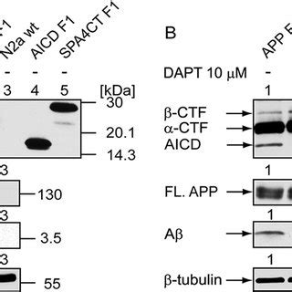 App F And App F Constructs Are Processed Normally By Secretase