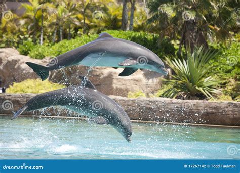 Dolphins Jumping Stock Photography - Image: 17267142