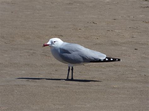 Seagull Audouin S Gull Ichthyaetus Free Photo On Pixabay Pixabay