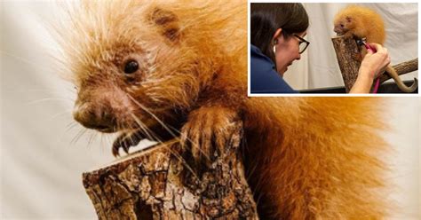 This Adorable Baby Porcupine Made His Debut To Disney World’s Animal Kingdom - Small Joys