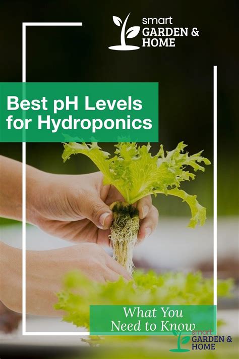 Best Ph Level For Hydroponics Artofit