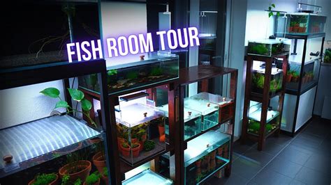 From DREAM To REALITY FULL FISH ROOM TOUR Of My New ONLINE FISH STORE