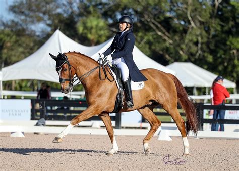 What is Dressage Horse and How Do You Get Started?