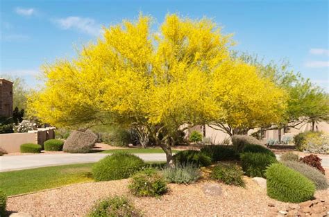 Blue Palo Verde Tree Seeds Vibrant Yellow Desert Beauty parkinsonia ...