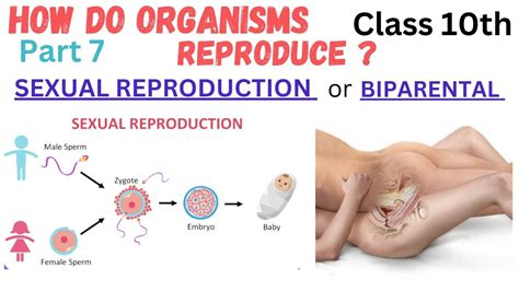 Sexual Reproduction Introduction L7 How Do Organisms Reproduce