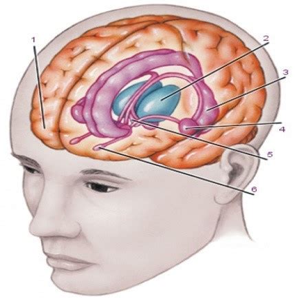 Хипоталамус (hypothalamus)