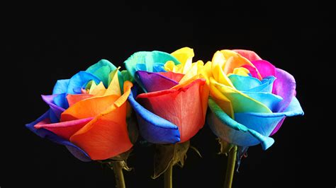 The Significance Of Flowers In The Lgbtq Community H D Blog