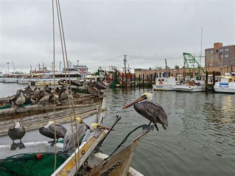 GALVESTON.COM: Cruise Cam - Galveston, TX