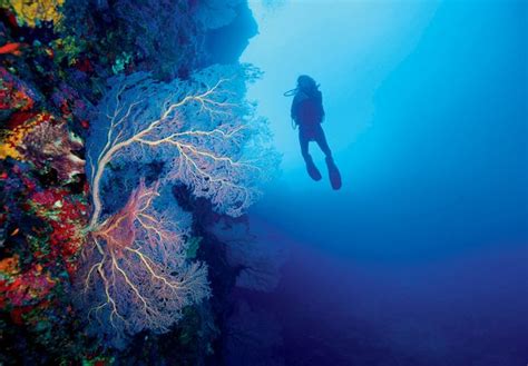 Number one thing to do in India? Explore coral reefs of Andaman and Nicobar Islands! The ...