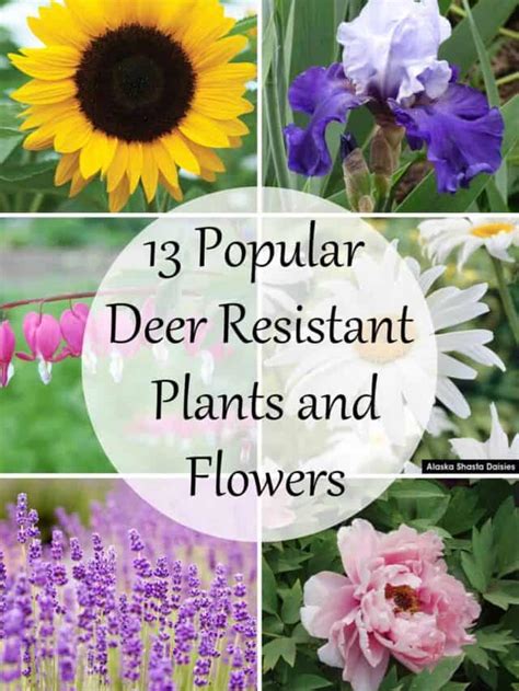 The Best Deer Resistant Plants And Flowers At Lane And High