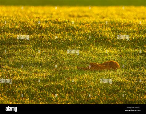 Long Eared Grass Hi Res Stock Photography And Images Alamy