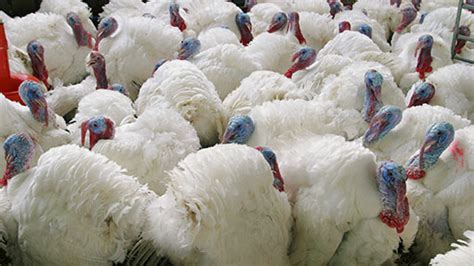 Top Tips For Successful Turkey Production Farmers Weekly