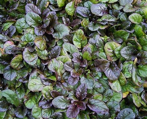 Dark Purple Bugle Ajuga Reptans Atropurpurea Growing And Care Guide