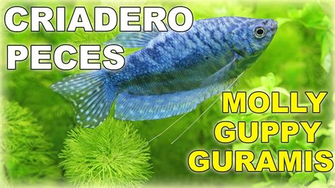 COMO CRIAR PECES DE ACUARIO FÁCILMENTE TUTORIAL YouTube