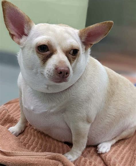 Chonky Chihuahua Who Could Barely Walk Makes Amazing Transformation