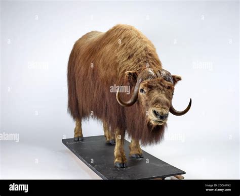 Musk Ox Taxidermy Musk Ox Ovibos Moschatus Natural Science Zoology