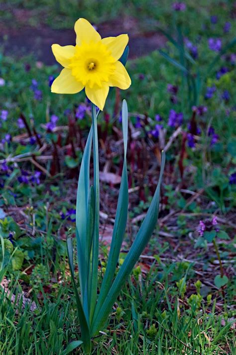 Flower Narcissus Bloom Free Photo On Pixabay Pixabay