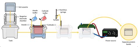 Gel electrophoresis: types, principles, instrumentation and ...