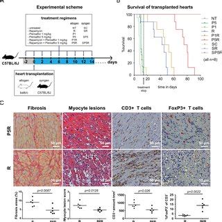 Plerixafor Plus Rapamycin Treatment Reduces The Allo Inflammatory