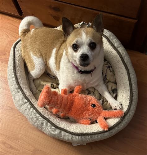 Pet Supplies Floppy Lobster Dog Toys Plush Jumpinp Lobster Cat