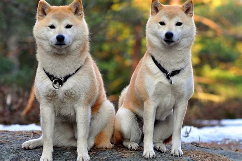 Akita Inu Come Educare Al Meglio Questo Bellissimo Cane