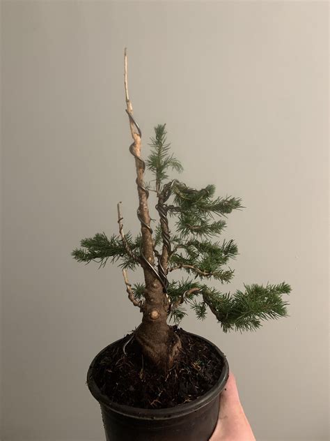 First Real Styling Attempt Rbonsai