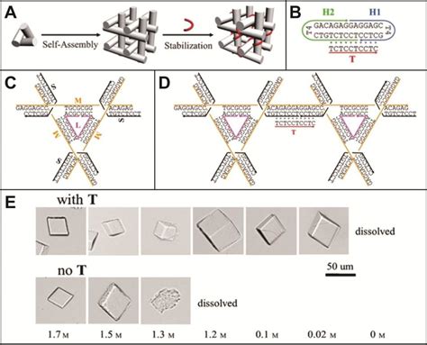 7 Post Assembly Stabilization Of DNA Crystals By Triplex Formation A