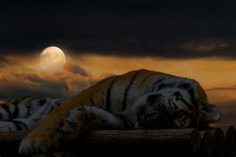 Tiger In Dream Symbolism Spiritual Interpretation