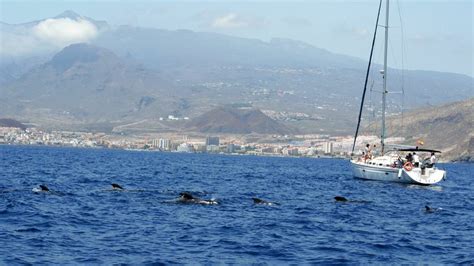 Desde Los Gigantes Crucero En Velero Para Avistar Ballenas GetYourGuide