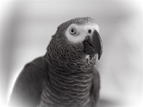 Titus Portrait Der Graupapagei Von Meiner Schwester Hanke Silke