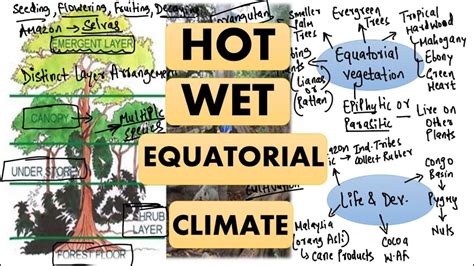 Hot Wet Equatorial Climate Climatic Conditions Temperature