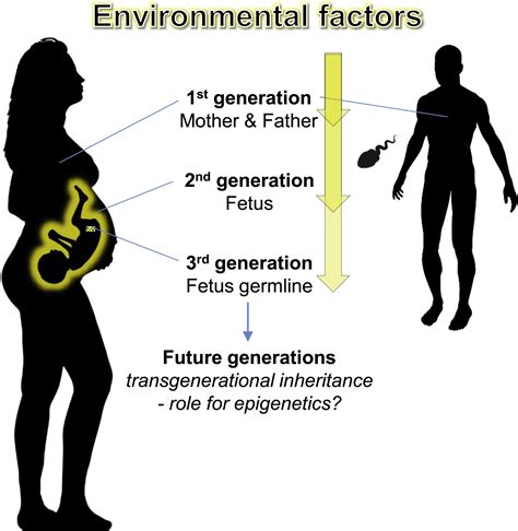 Epigenetics In Human Obesity And Type 2 Diabetes Cell Metabolism