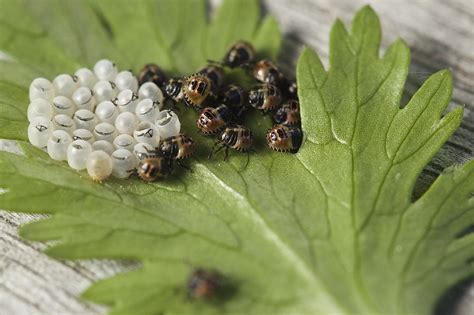 Egg Laying Insects In The World Egg Encyclopedia