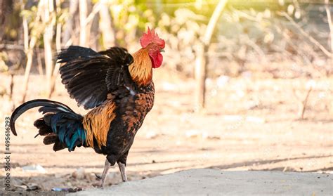 Beautiful Purebred Rooster Spreading Its Wings A Farm Rooster In The