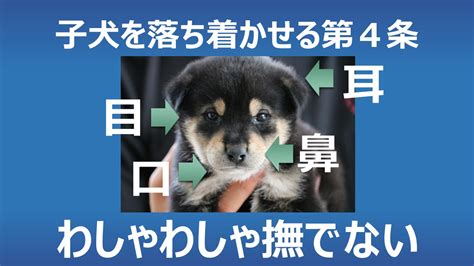 子犬のひどい噛み癖の7タイプ別、原因としつけ方 犬と猫のしつけ教室onelife＆ぎふ動物行動クリニック｜犬猫のしつけ・猫のホテル・本気