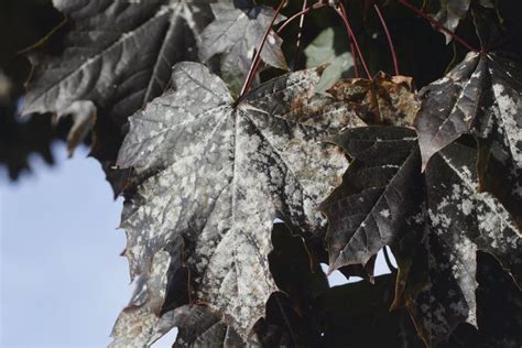 Identifying And Controlling Powdery Mildew On Trees